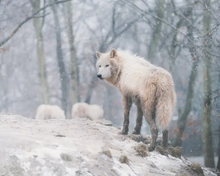 Arctic Wolf